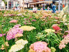 Сто тысяч цветов высадят к фестивалю "Московское лето. Цветочный джем"