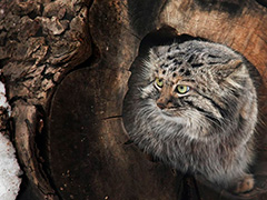 Московский зоопарк приглашает отметить день кошек