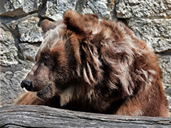 Зима пришла: в московском зоопарке медведи залегли в спячку